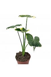 Alocasia Mickey Mouse