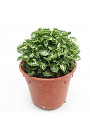 Syngonium Mini M