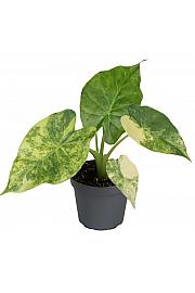 Alocasia Macrorrhiza Aurea variegated