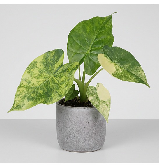 Alocasia Macrorrhiza Aurea variegated; Ø12cm