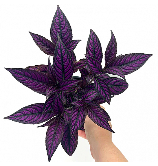 Strobilanthes; Ø13 cm