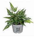 East Indian Holly Fern