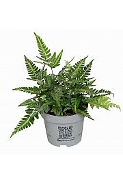 East Indian Holly Fern