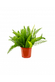 Foxtail fern
