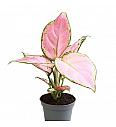 Aglaonema Pinky Promise