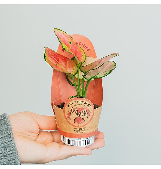 Aglaonema Pinky Promise; Ø6 cm