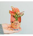 Aglaonema Pinky Promise