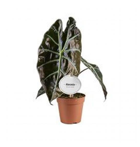 Alocasia Suhirmaniana Red Petiole; 12 cm