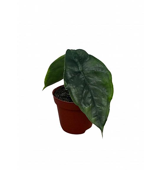 Alocasia heterophylla Dragon's Breath; Ø6 cm