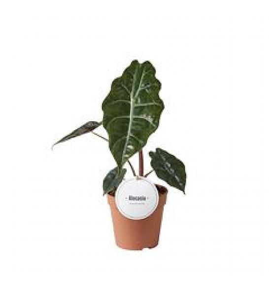Alocasia Chantrieri; Ø12 cm