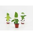 Anthurium Balaoanum - S