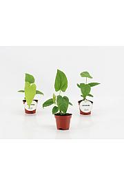Anthurium Balaoanum - S