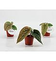 Anthurium Luxurians x Radicans - S