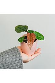 Anthurium Luxurians x Radicans - S