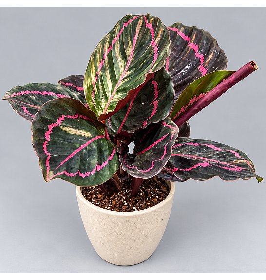 Calathea roseopicta Dottie; Ø6 cm