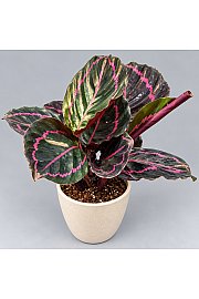 Kalateja Dottie - S