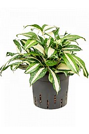 Dracaena Milky Way