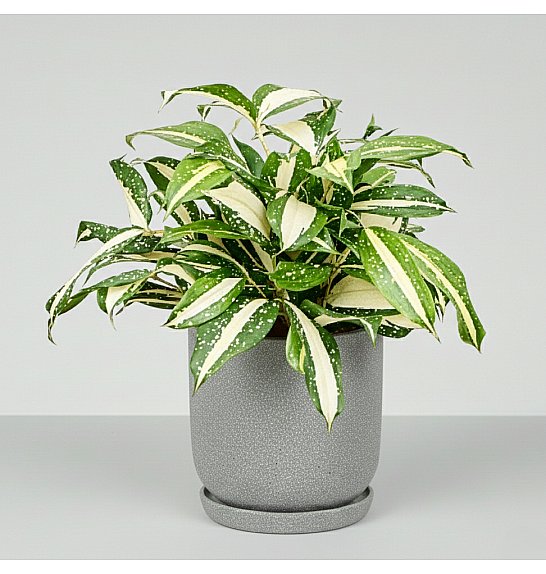 Dracaena Milky Way; o12 cm