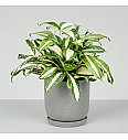 Dracena Milky Way
