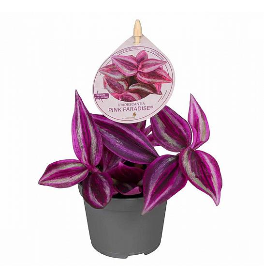 Tradescantia Pink Paradise; 6 cm