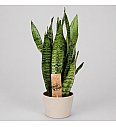 Sansevieria zeylanica