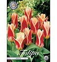 Čebulice tulipanov Kaufmannia Ancilla