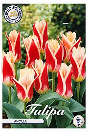 Čebulice tulipanov 'Kaufmannia Ancilla'