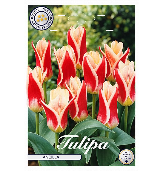Tulipa Kaufmania Ancilla x7; 12/+