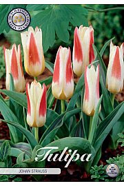 Čebulice tulipanov 'Johan Strauss'