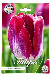 Čebulice tulipanoa 'Triumph Kansas Proud '