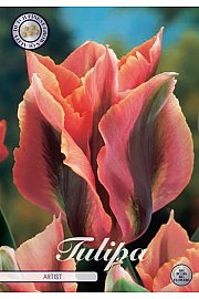 Čebulice tulipanov Viridiflora Artist