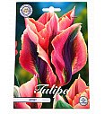 Čebulice tulipana 'Viridiflora Artist'