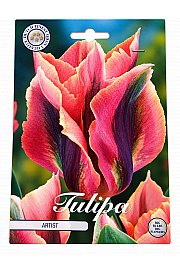 Čebulice tulipana 'Viridiflora Artist'