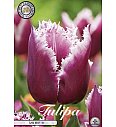 Čebulice tulipanov Fringed San Martin
