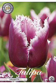 Čebulice tulipanov Fringed San Martin