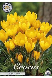 Čebulice žafrana Golden Yellow