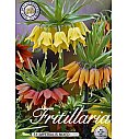 Čebulice cesarskega tulipana - mix