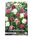 Čebulice cesarskega tulipana - mix