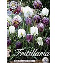 Čebulice močvirskega tulipana - mix