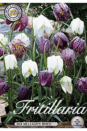 Čebulice močvirskega tulipana - mix