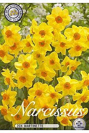 Čebulice narcise Martinette