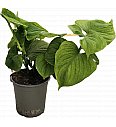 Filodendron Fibraecataphyllom