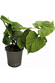 Filodendron Fibraecataphyllom