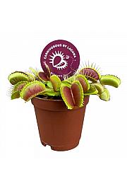 Mesojedka dionaea