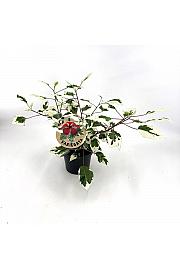 Hibiskus variegata