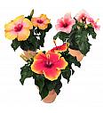 Hibiskus