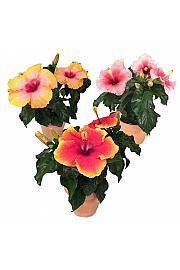 Hibiskus