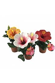Hibiskus