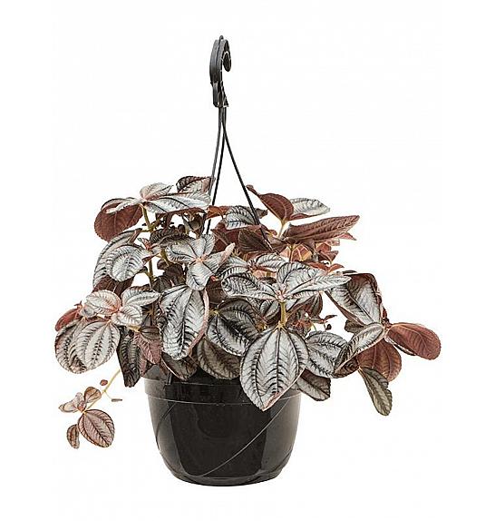 Pilea Norfolk: Ø6 cm