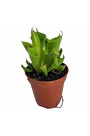 Mesojedka Heliamphora